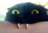 [chomp}