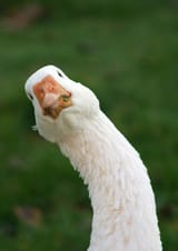 1482