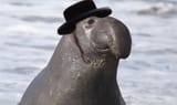 elephant-seals-1-gty-er-181129_hpMain_16x9_992