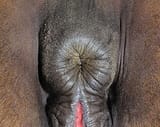 Horse_anus_a_8-3