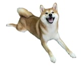 hi-so-my-shiba-is-2-years-old-and-how-do-you-guys-train-v0-du41wka7kuw91