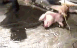 Oink_oink