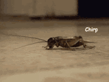 Crickets