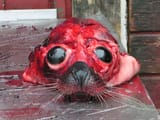 1200px-Skinned_seal_head
