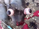 Bulging_eyes_seal