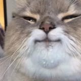 fatcat