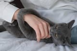 HTA_nibbles_FettandFishy_a_lot_cat_love_bites_4126_orig