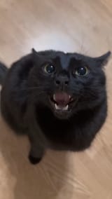 fuckass cat