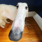 7cdnpf