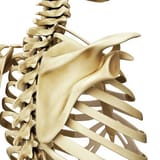 shoulder-blade-scieproscience-photo-library