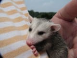 small hug possum