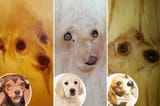TM-comp-Dogs-1-2