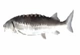 fish_2025-06-25