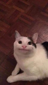 politecat