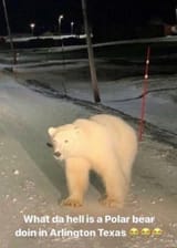 polar bear in Arlington Texas