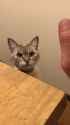 cat (5)_thumb.jpg