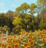 philipp-a-urlich-sunflowers