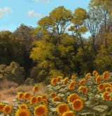 philipp-a-urlich-sunflowers-3
