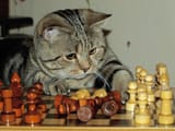 CAT (CHESS)