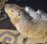 capybara and opossums nice frends