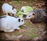 bun lads
