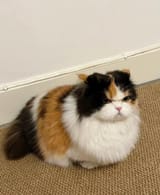 cat (187)