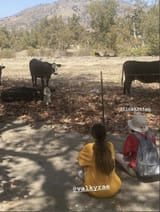 watchincows