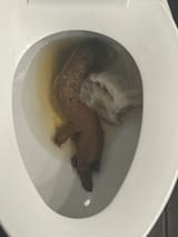 fat-snake-v0-dlytcv928pha1_result