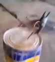 rapidsave.com_dancey_bolts-1yo16ufdcv0f1_thumb.jpg
