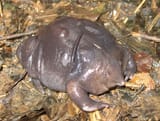 1200px-Nasikabatrachus_sahyadrensis