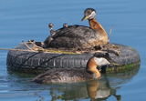 Duckling