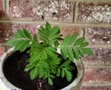 marigoldnewpot
