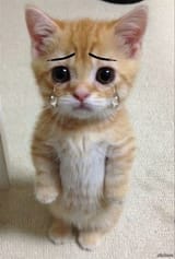sadcat