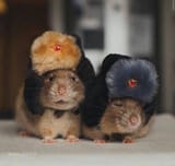 Mice from siberia