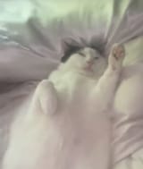 nazzi cat