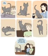 pervert cat