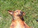 basking