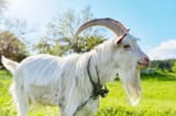 goat