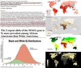 nigger violence gene and low iq