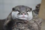 Otter+Looks+Awfully+Smug+About+Having+That+Log
