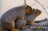 brazzers