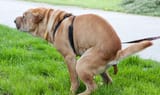 Dogshit