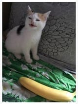 catandbanana