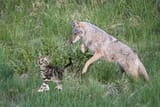 yote and kot