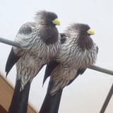 GuWkLofakAAz2XX