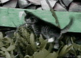MeowOwOwOwOwOwOw