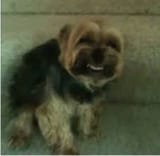 MyFaggotDog
