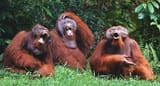 orangutans laughing
