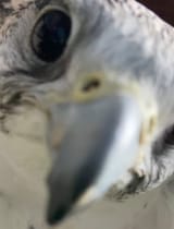 GcjqKweaMAAjT6b