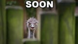 Soon